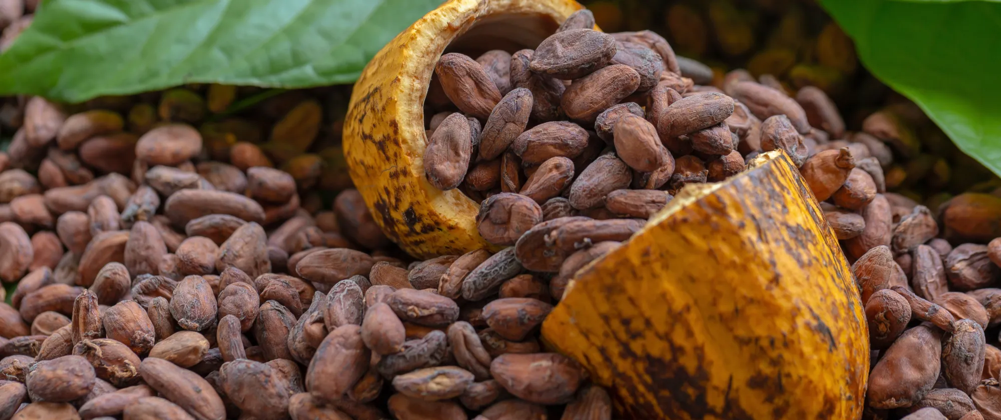 Cocoa plant and Cocoa beans