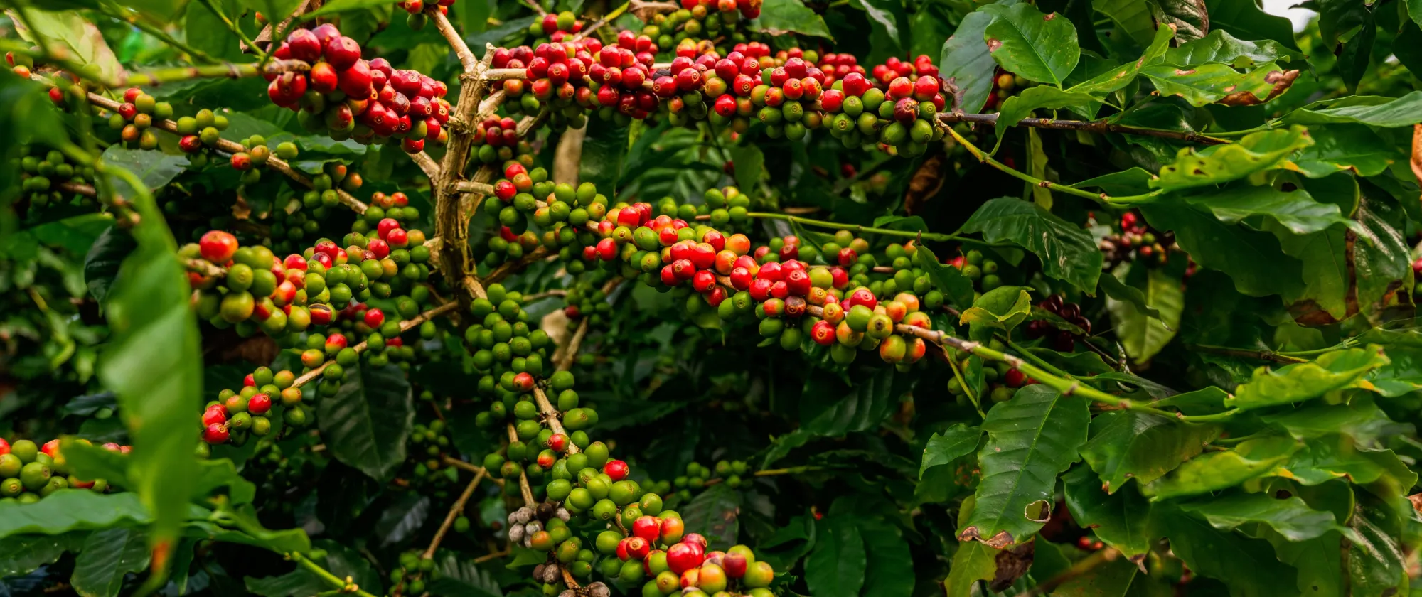 Coffee plant flourishing