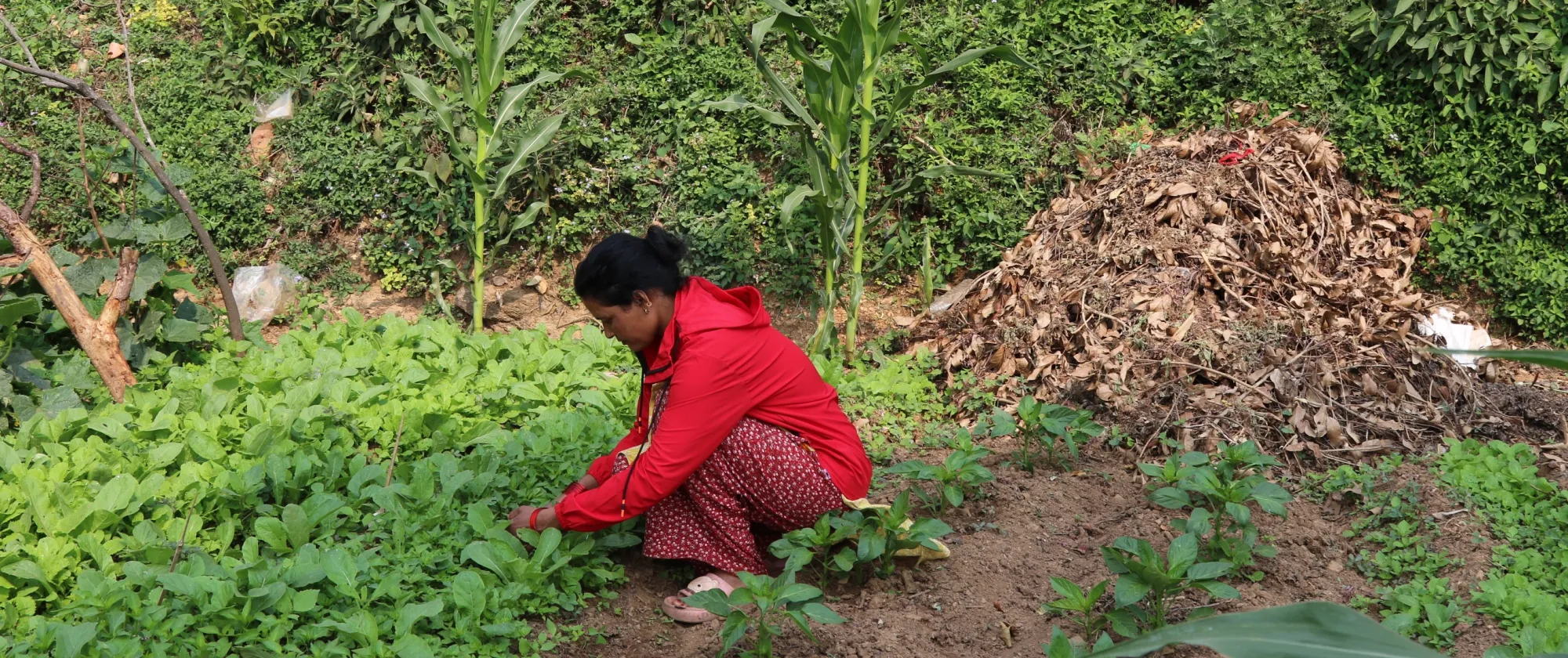 ILO Nepal