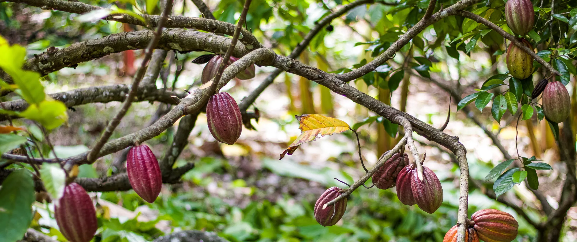 Cocoa tree