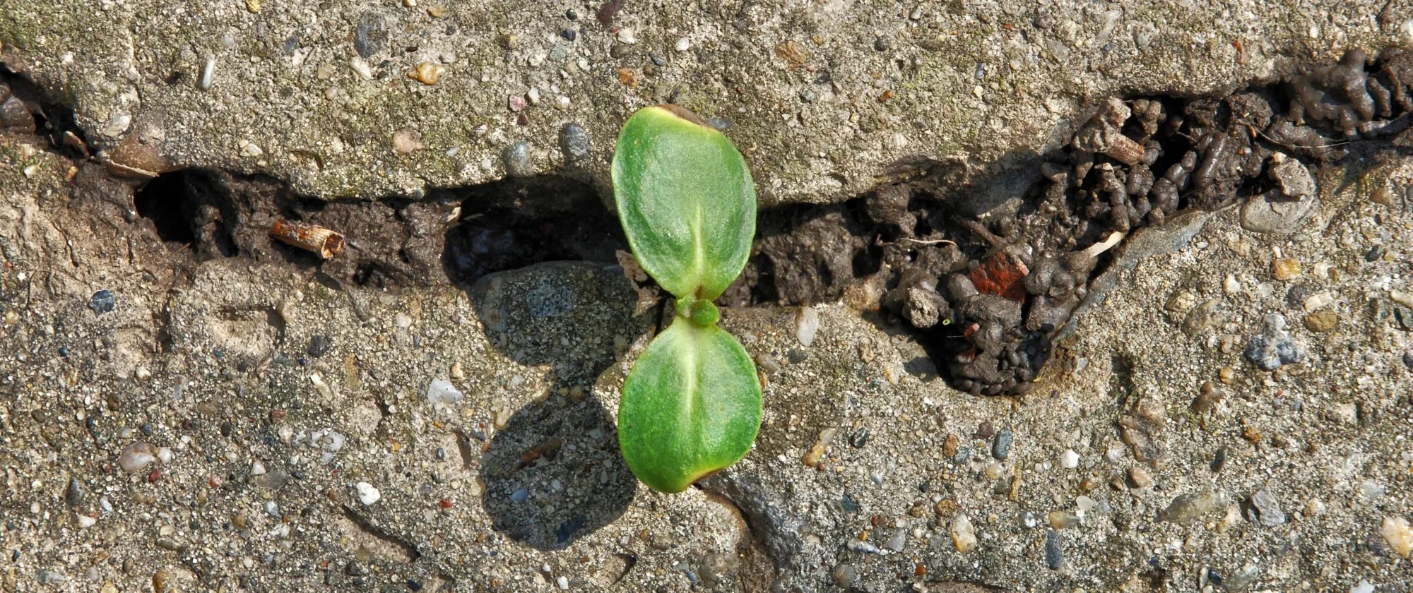 Plant growing through the cracks