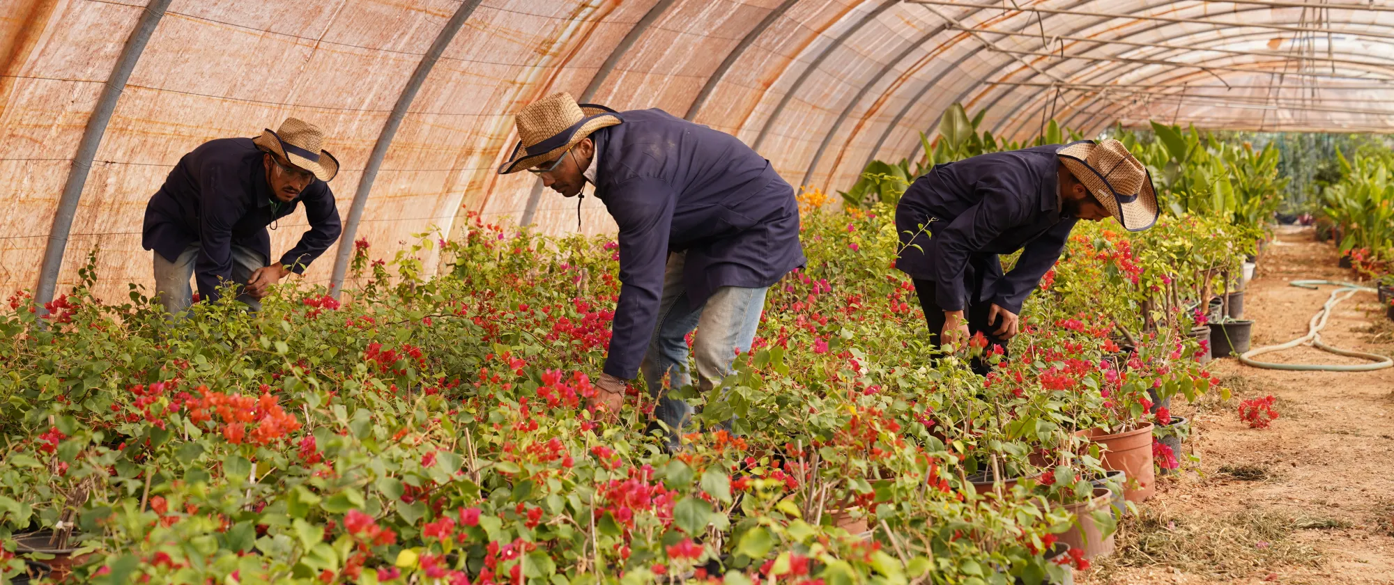 Decent Work in Jordan’s Floriculture Sector - Photos from the field