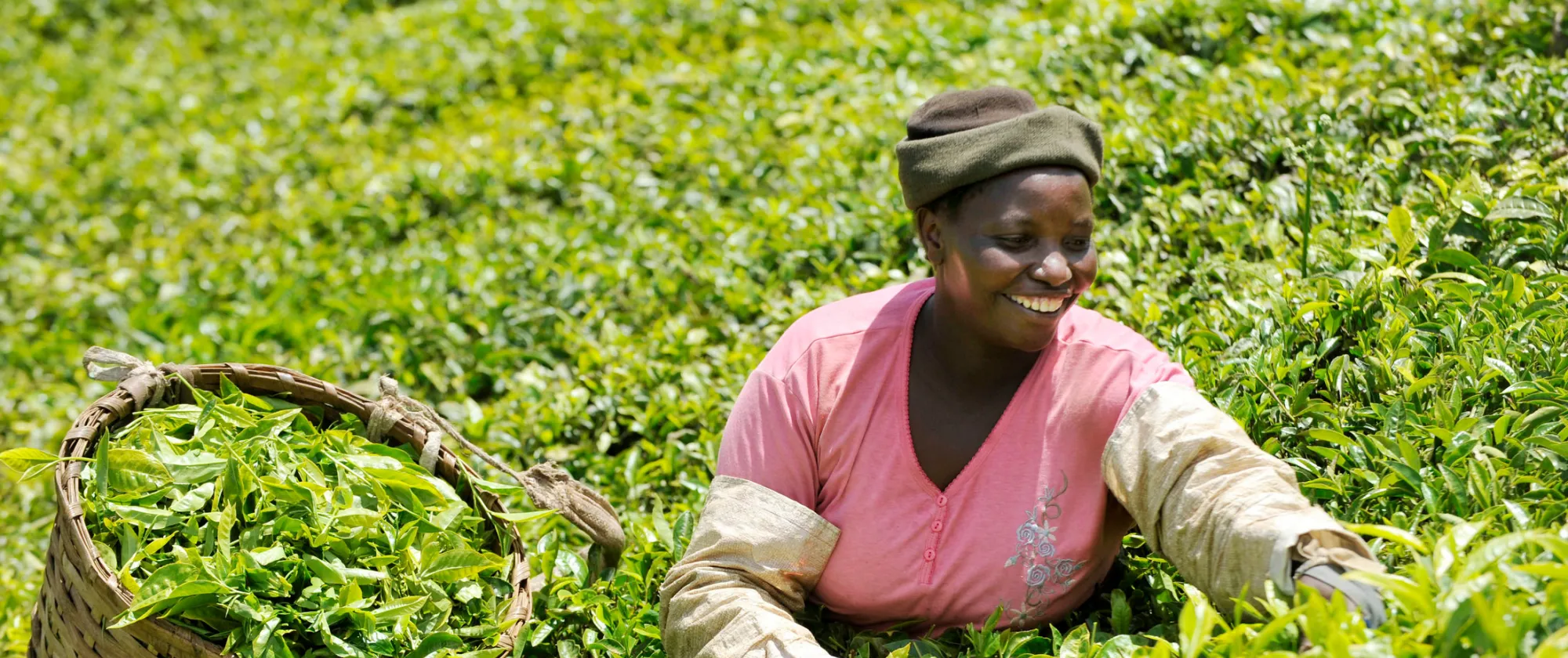 A woman harvesting tea leaves in a plantation in Kenya