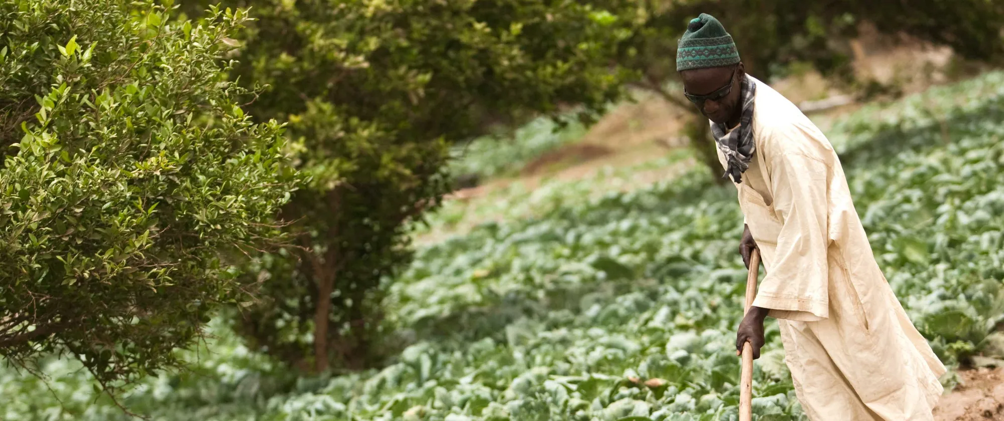 Un homme en vêtements traditionnels ratisse la terre à côté d'un champ de cultures vertes à feuilles au Sénégal.