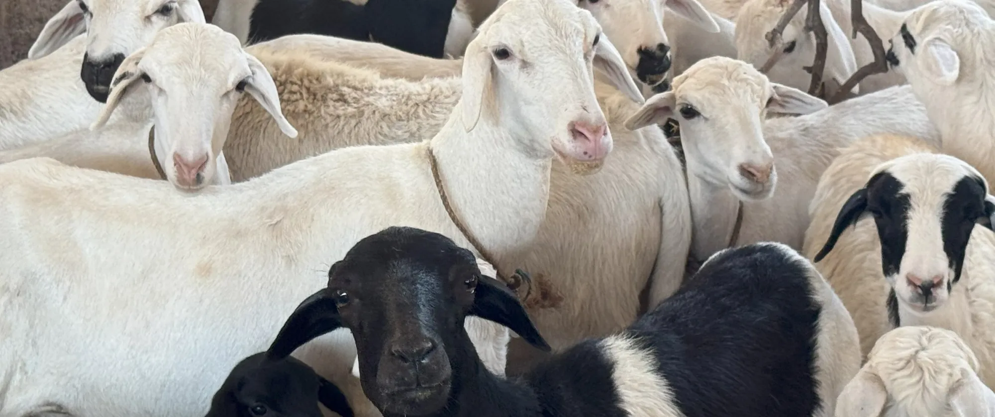 Une partie du cheptel de plusieurs têtes de petits ruminants de Soro Lacina à Nogotaha, dans le Nord de la Côte d'Ivoire