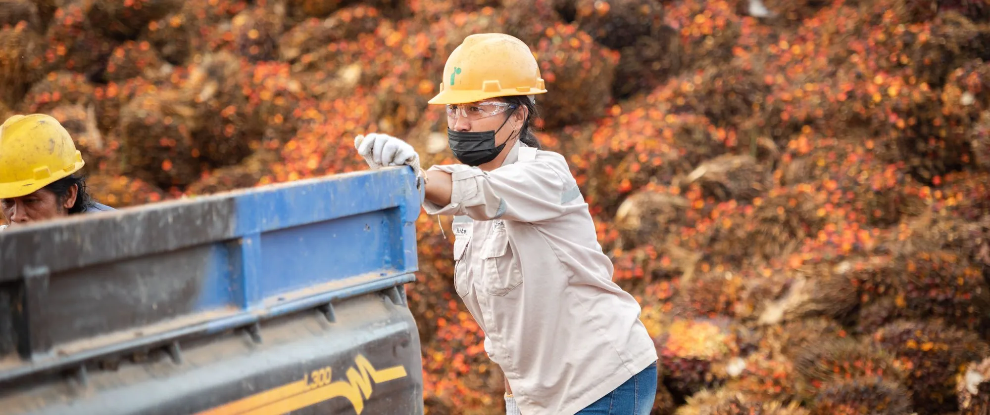 a woman worker pushed a pickup truck that will be uploaded with palm oil fruits