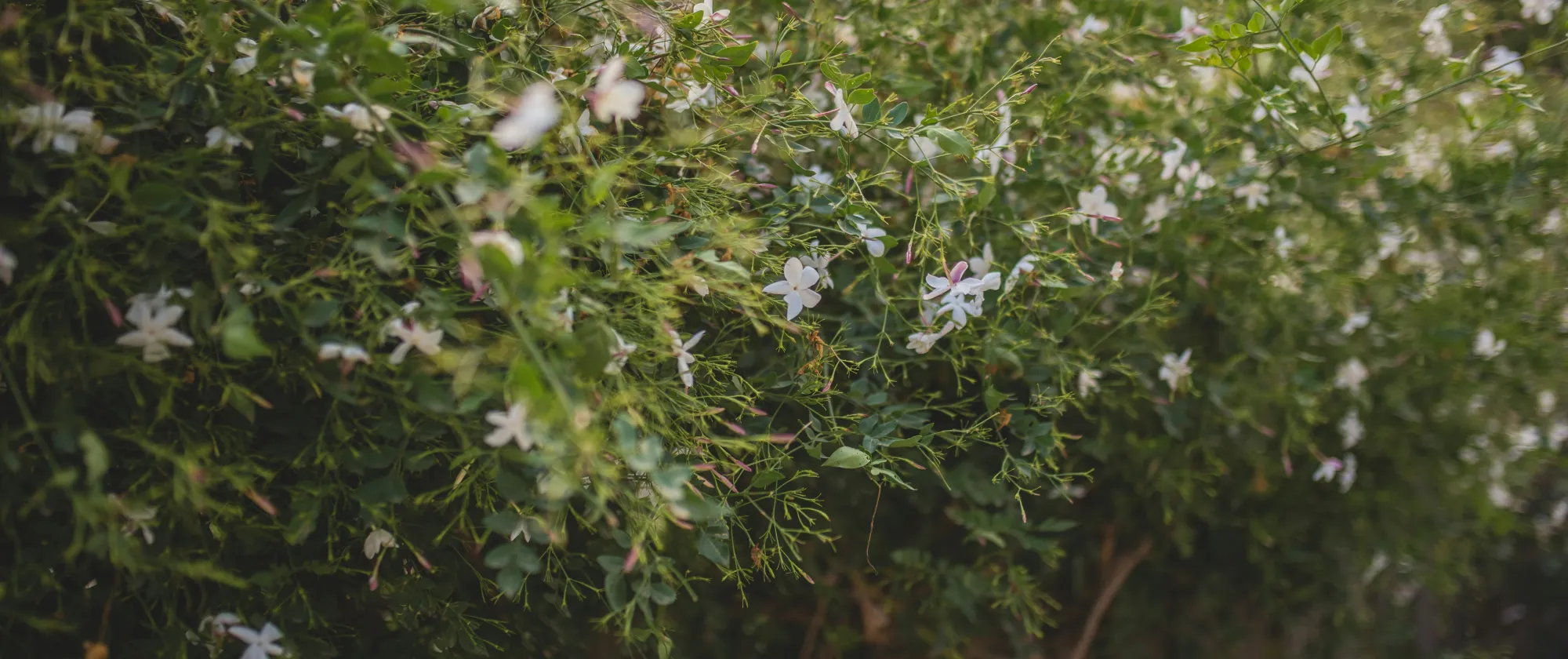 Jasmin flowers