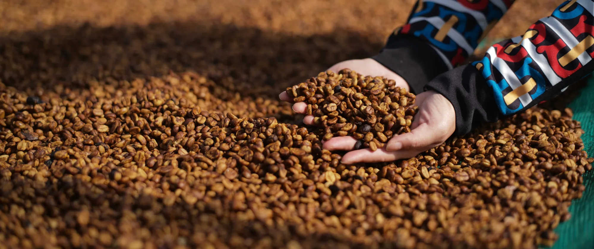 Multi-stakeholder dialogue strengthens joint commitments to promote decent work in the coffee sector.