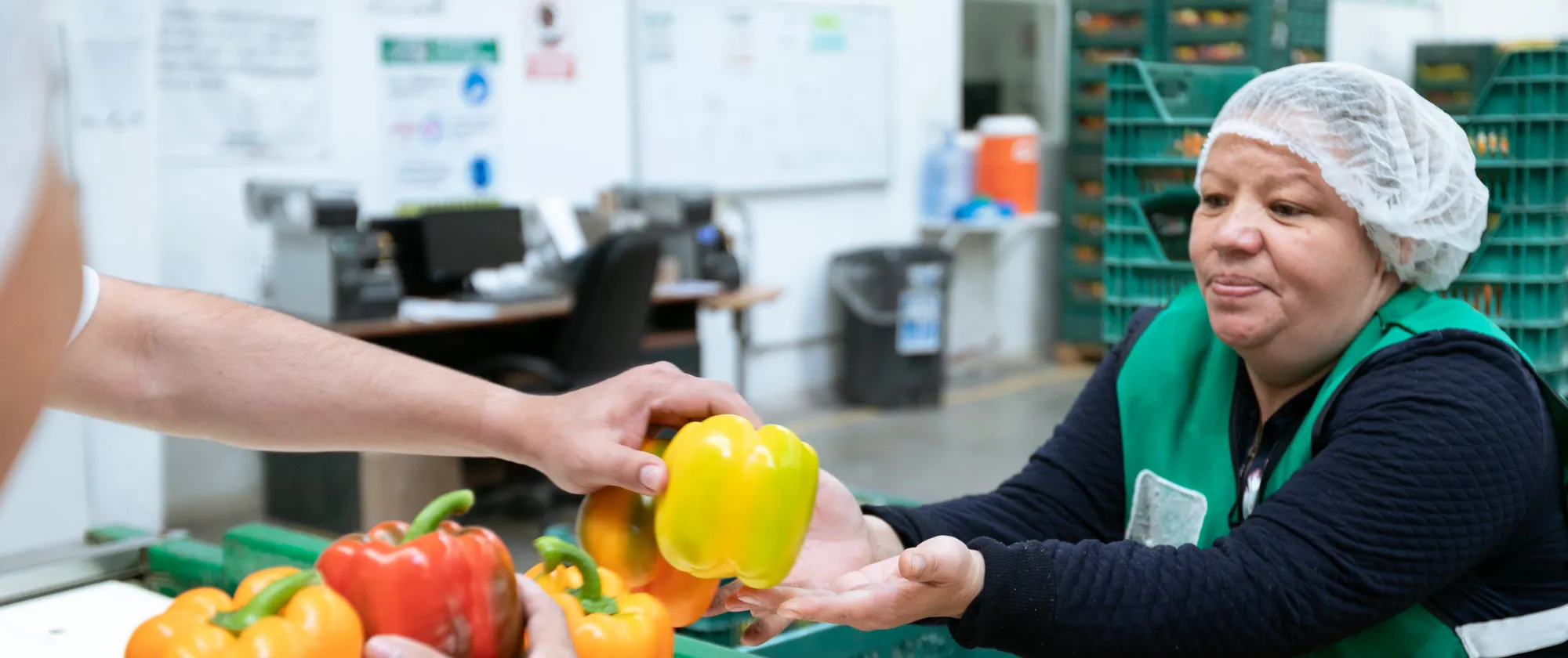 Middle-aged woman wearing a hairnet and green vest receiving a yellow bell pepper from a co-worker in a produce handling area at a greenhouse in Poncitlán, Mexico.