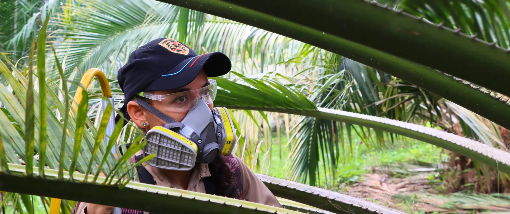 Trabajadora de la empresa Palmar Sofía de palma de aceite en medio de las hojas de una palma de aceite, la persona porta los elementos de protección personal utilizados en la labor de polinización.