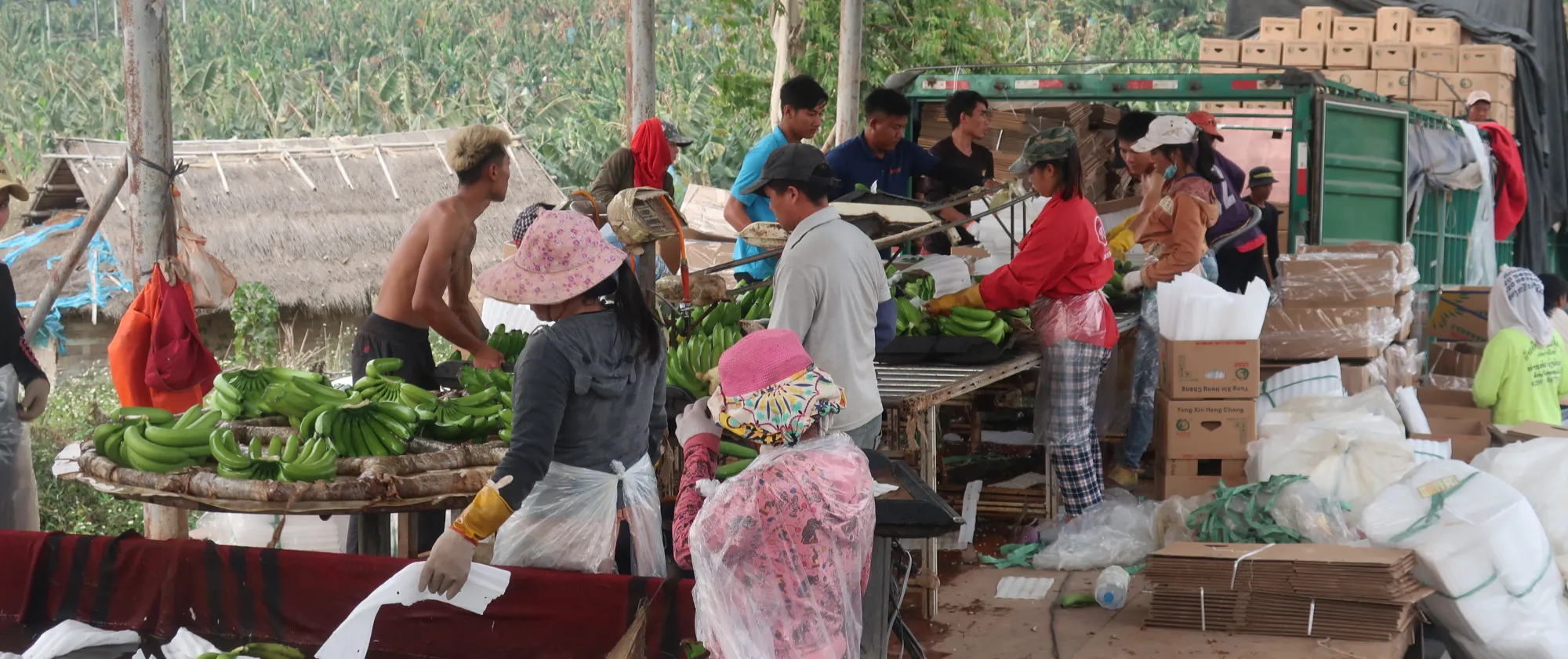 Women, men and a child washing banana in a plantation.