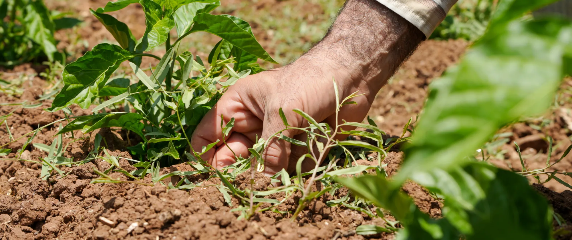 a man's hand planting in the soil