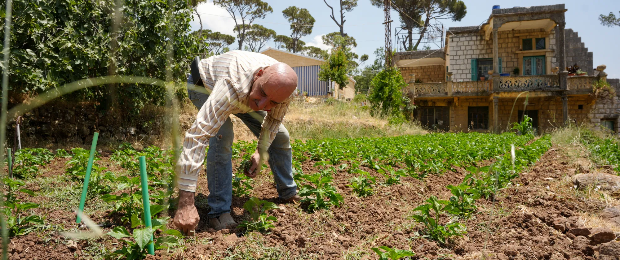 Pepper producer Mahmoud Zeitouni shows his crop in El Kalaa, now sold directly to a local hot sauce processor. 