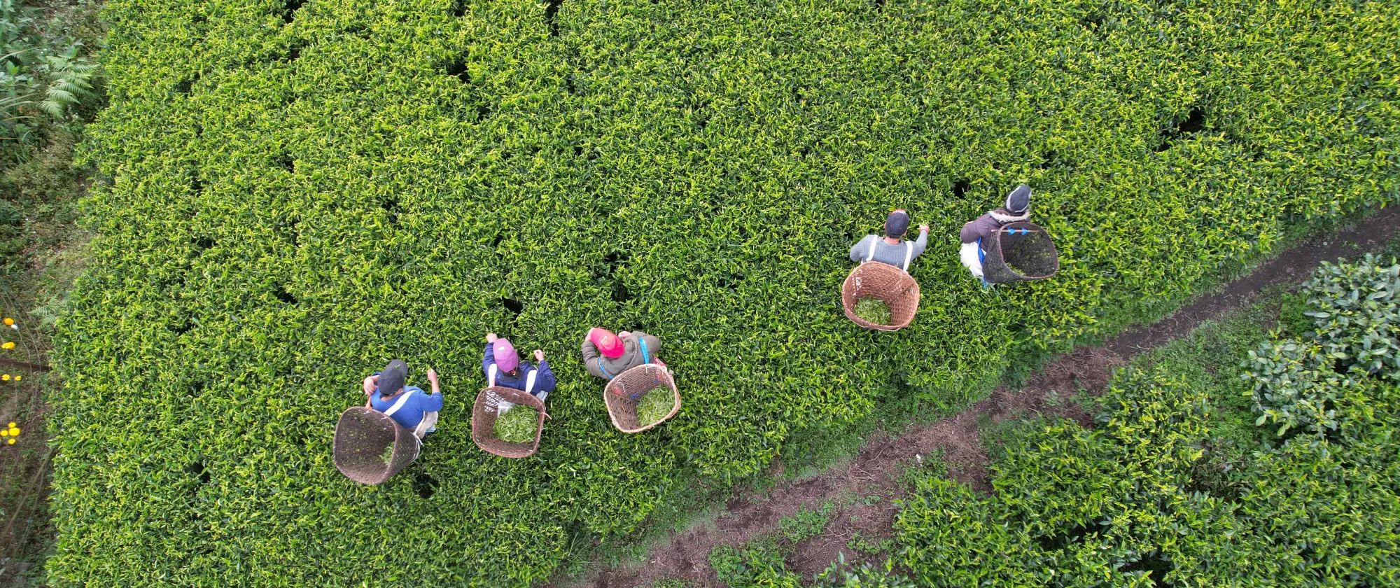 Drone view of 5 tea pluckers in a plantation, Nepal.