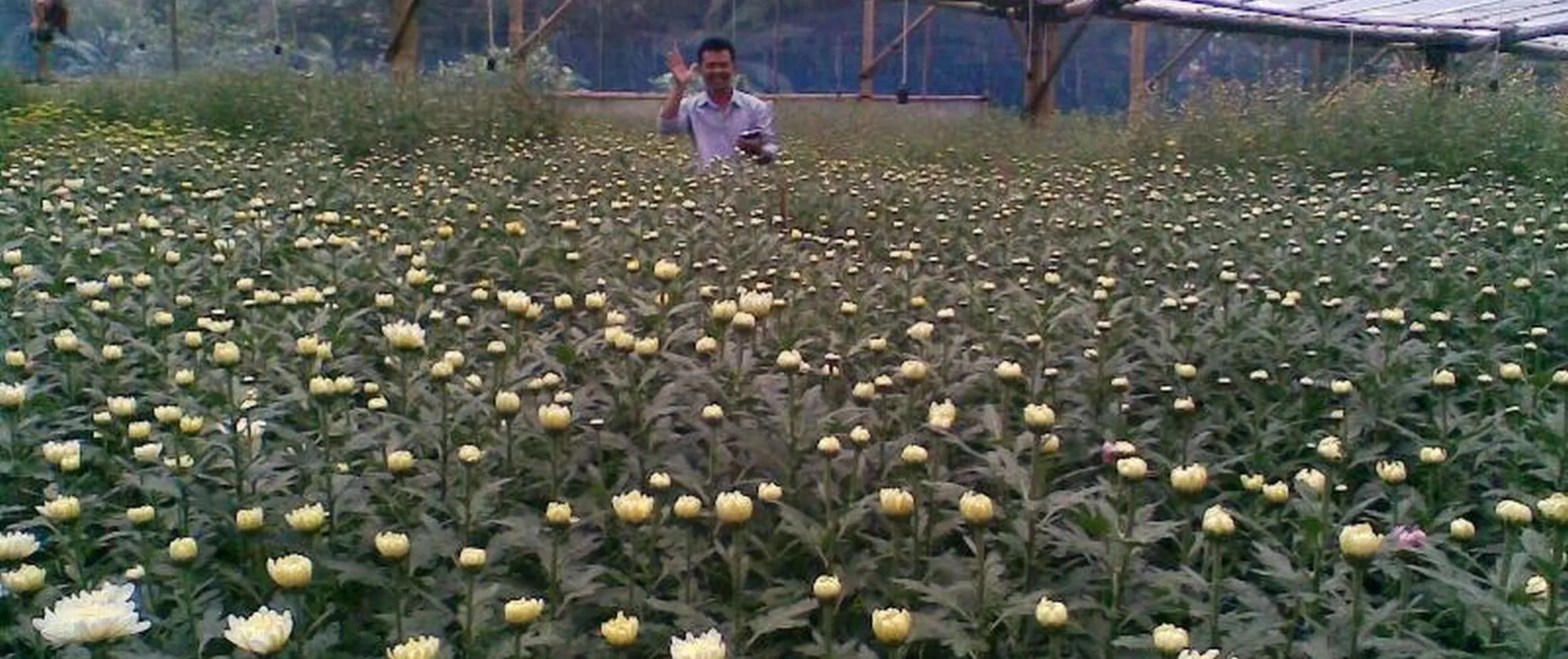 a farmer surrounded by yellowish flowers 