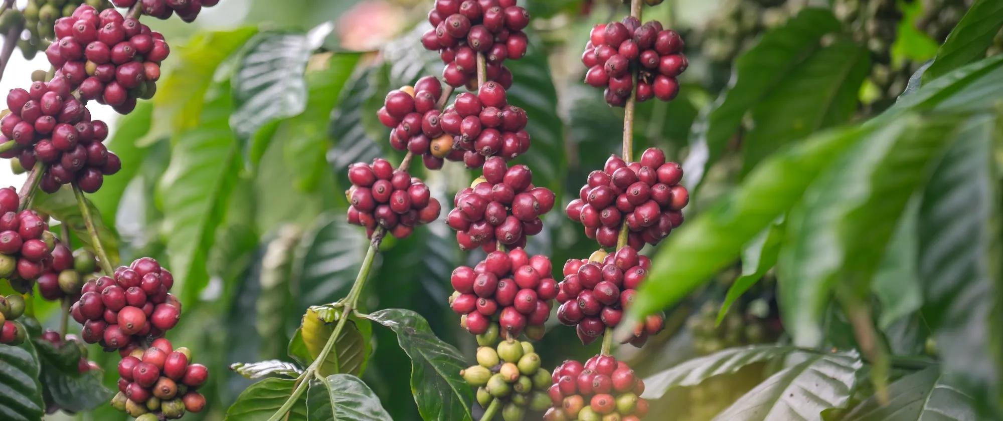 coffee cherries in Viet Nam