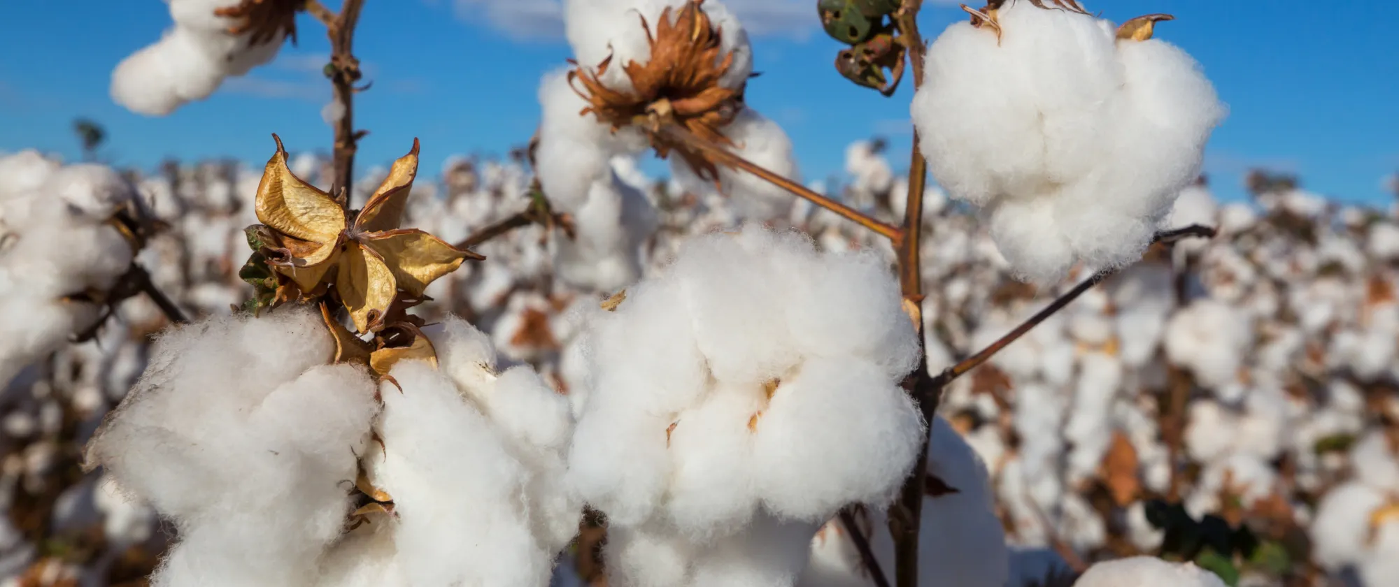 Cotton growing in a farm