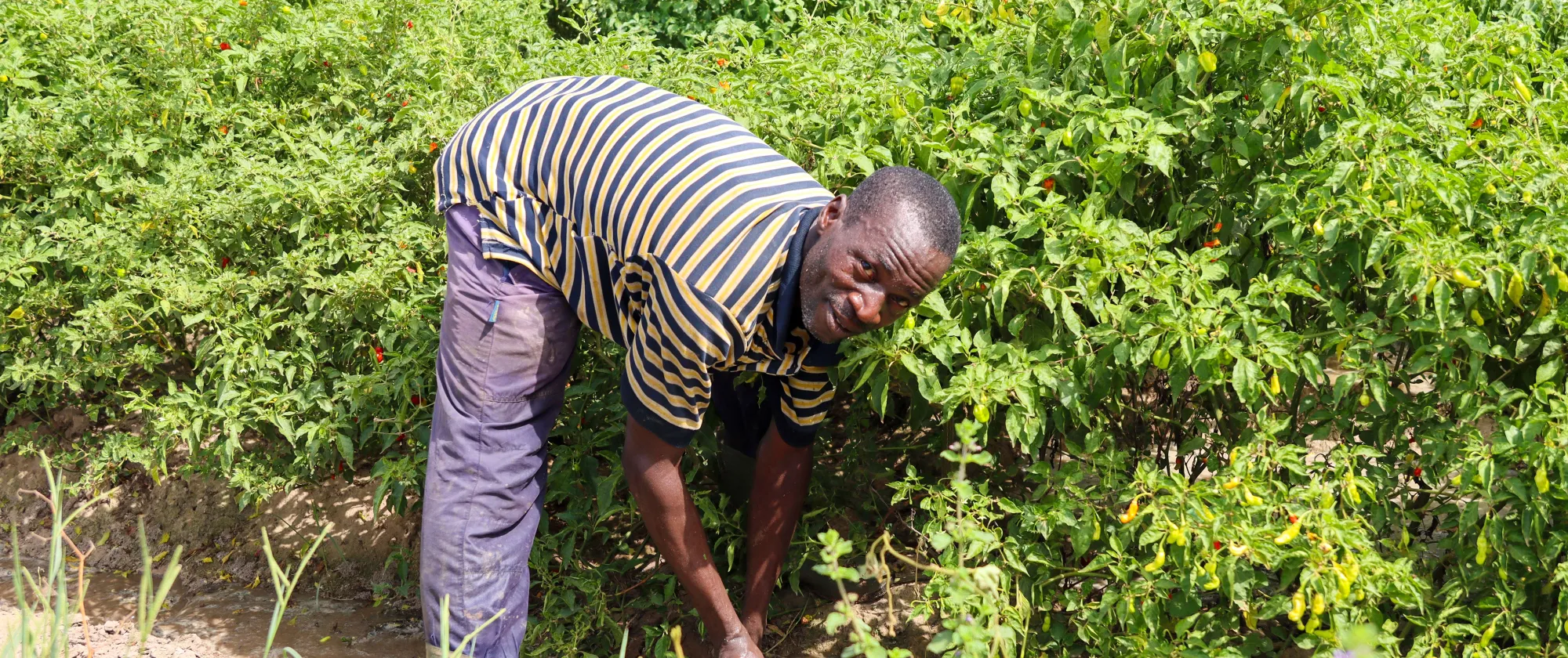Un homme souriant travaille dans un champ de piments en Côte d’Ivoire, qui irrigue soigneusement les cultures.