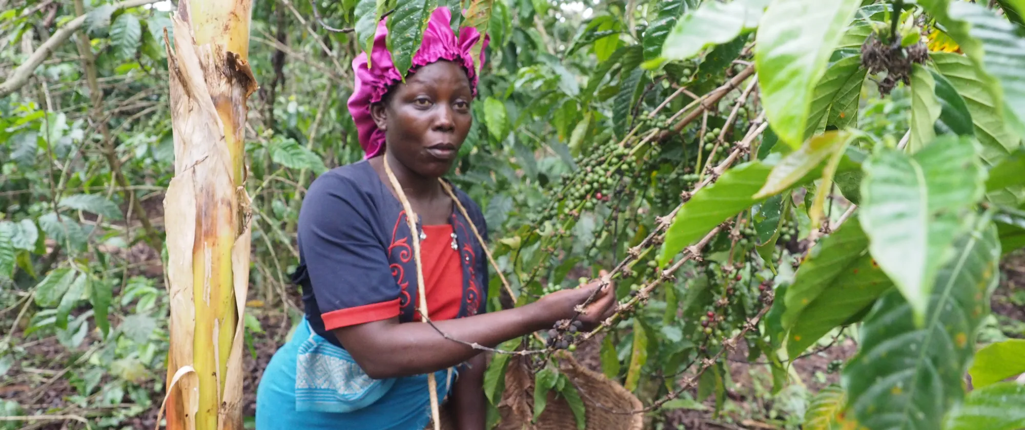 A female coffee farmer demonstrating how she picks coffee using a basket