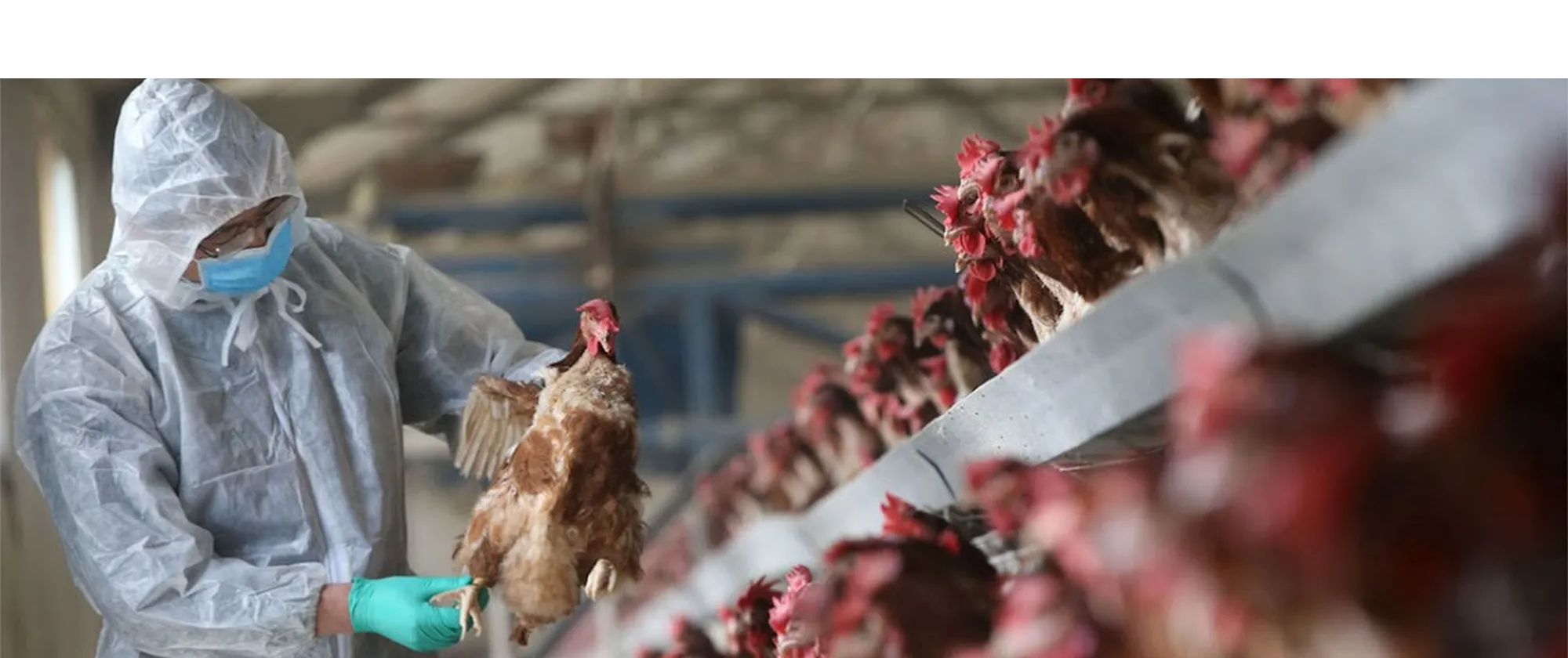 a male worker wearing a PPE inside a chicken farm