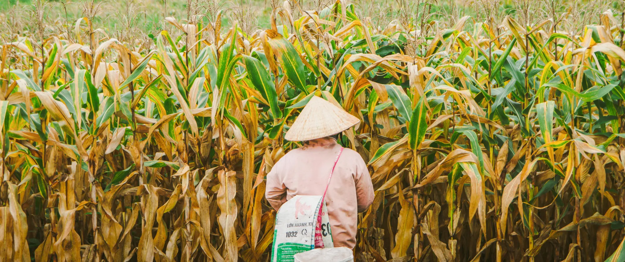 Vietnamese Farmer in Cornfield During Harvest Season