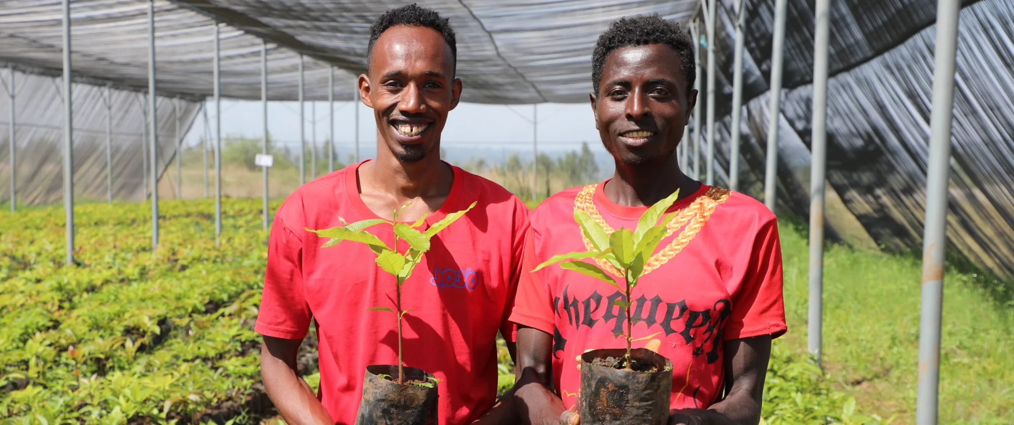 Young farmers holding avocado seedlings
