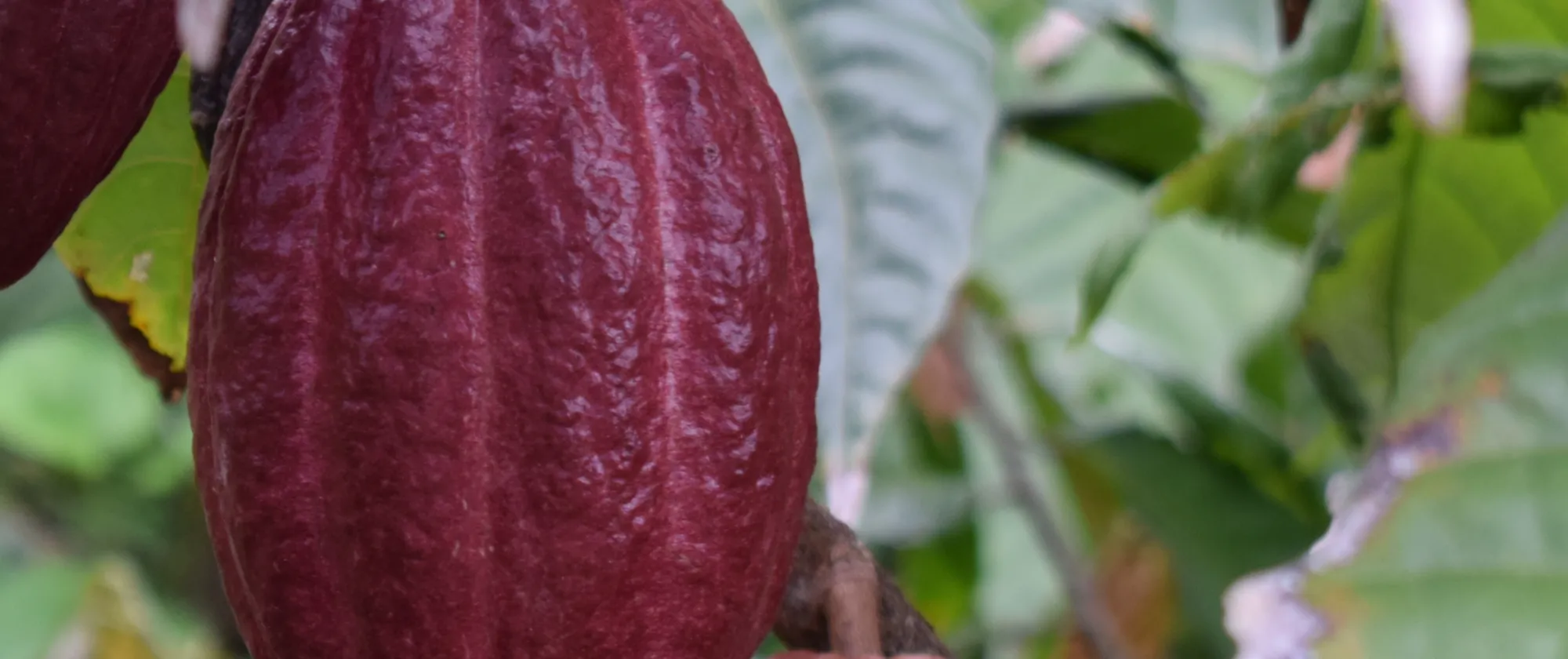 Haiti’s participation in the World Chocolate Fair underscores the country’s potential and the many opportunities it holds, particularly in agriculture