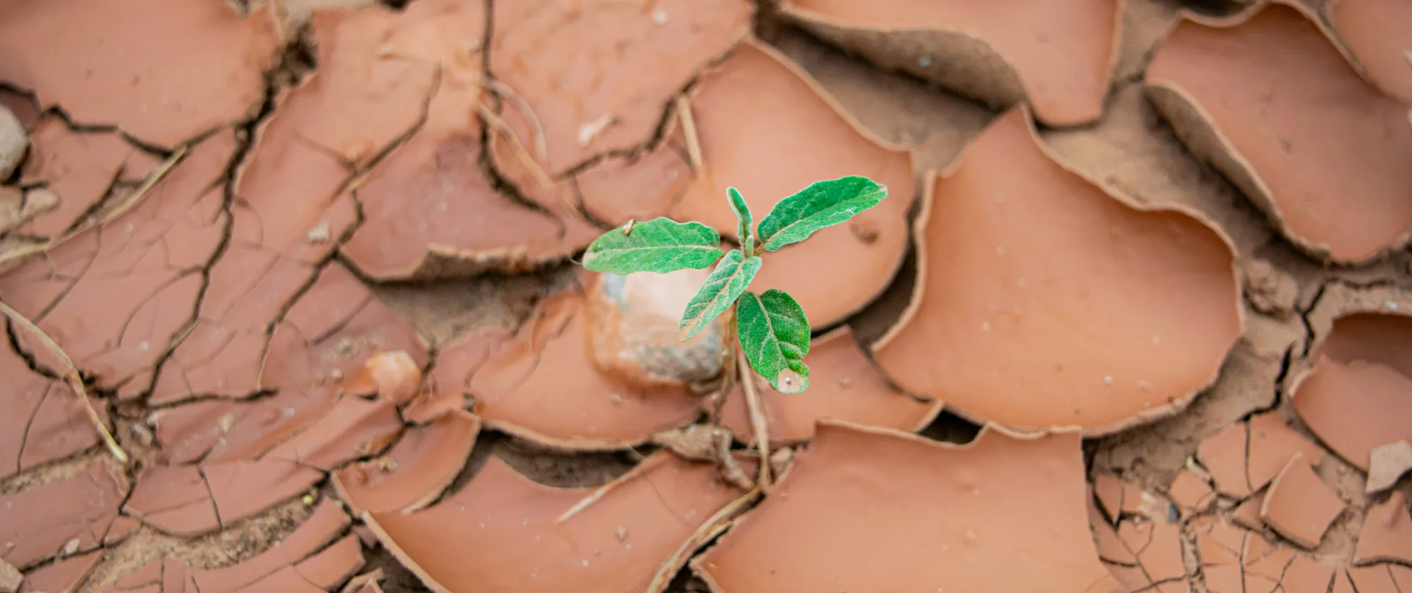 A plant sprouting from a crack in the ground