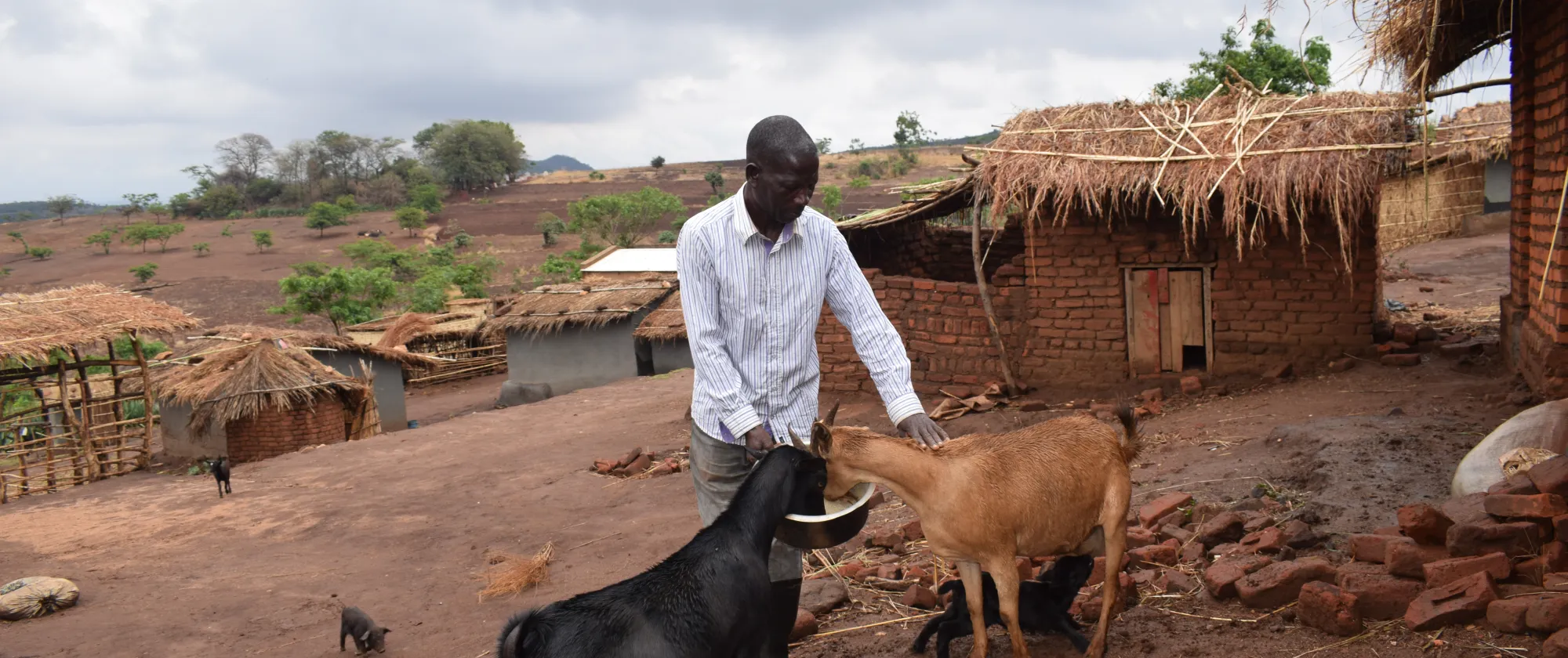 Ganizani Jekete takes care of his animals 