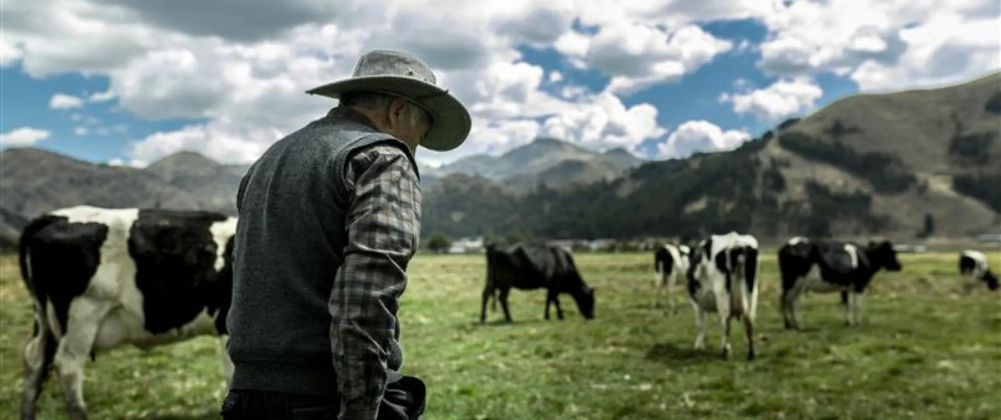 Una persona con sombrero de vaquero parado en frente a un grupo de vacas.