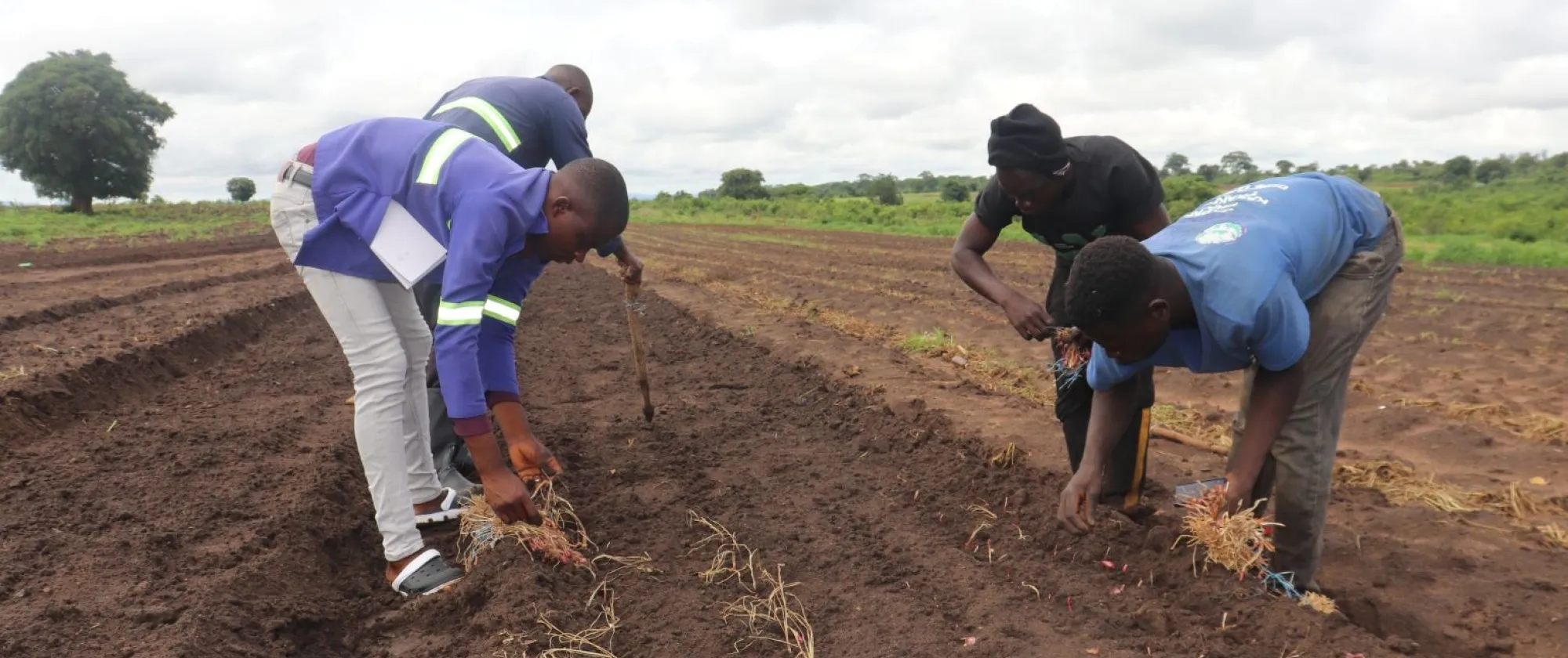 Mr. Shadreck Banda, proprietor of SABS agro-dealers, with employees planting unions using sustainable agriculture practices.