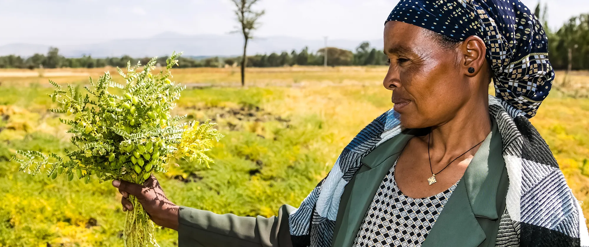 An Ethiopian woman stands in a sunlit rural field holding a freshly gathered bundle of green plants, with open farmland and distant trees stretching across the background.