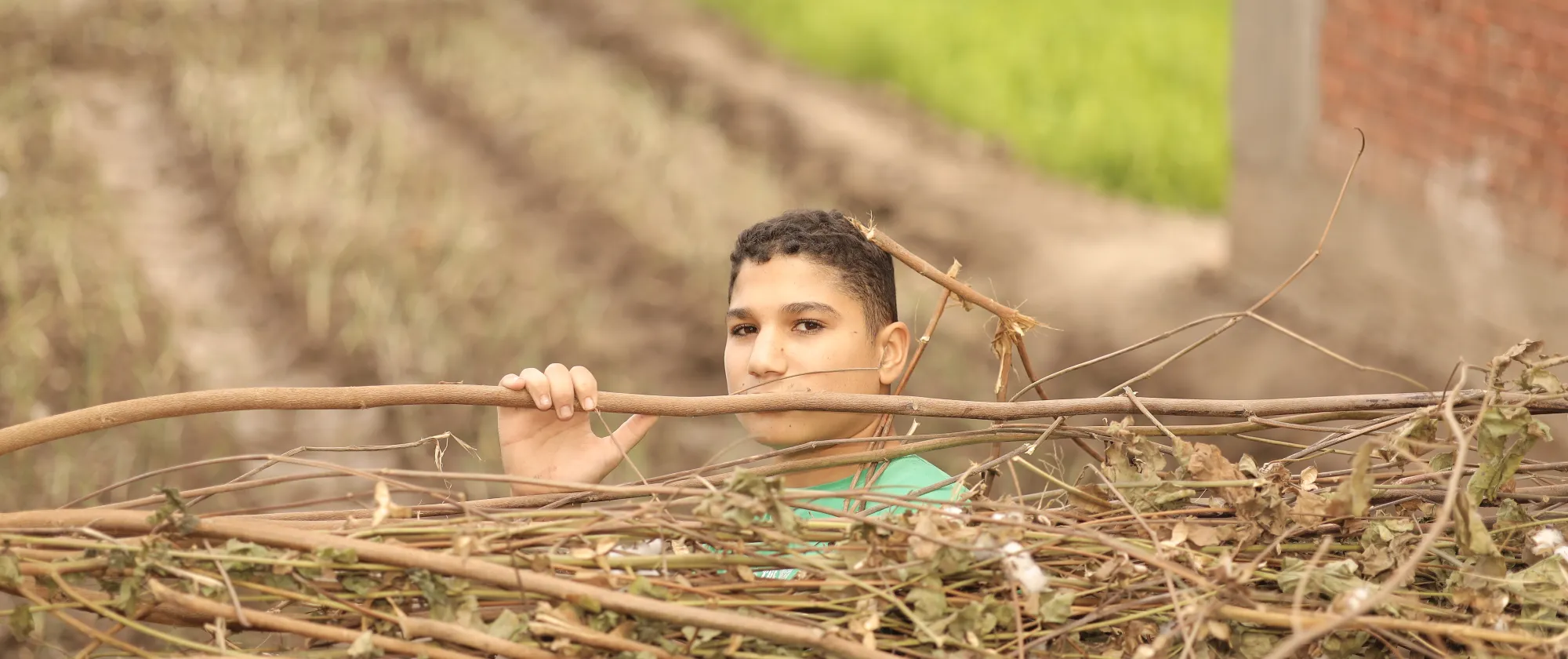 A young boy working in the field looks over the tree twigs he is carrying on his shoulder into the camera.