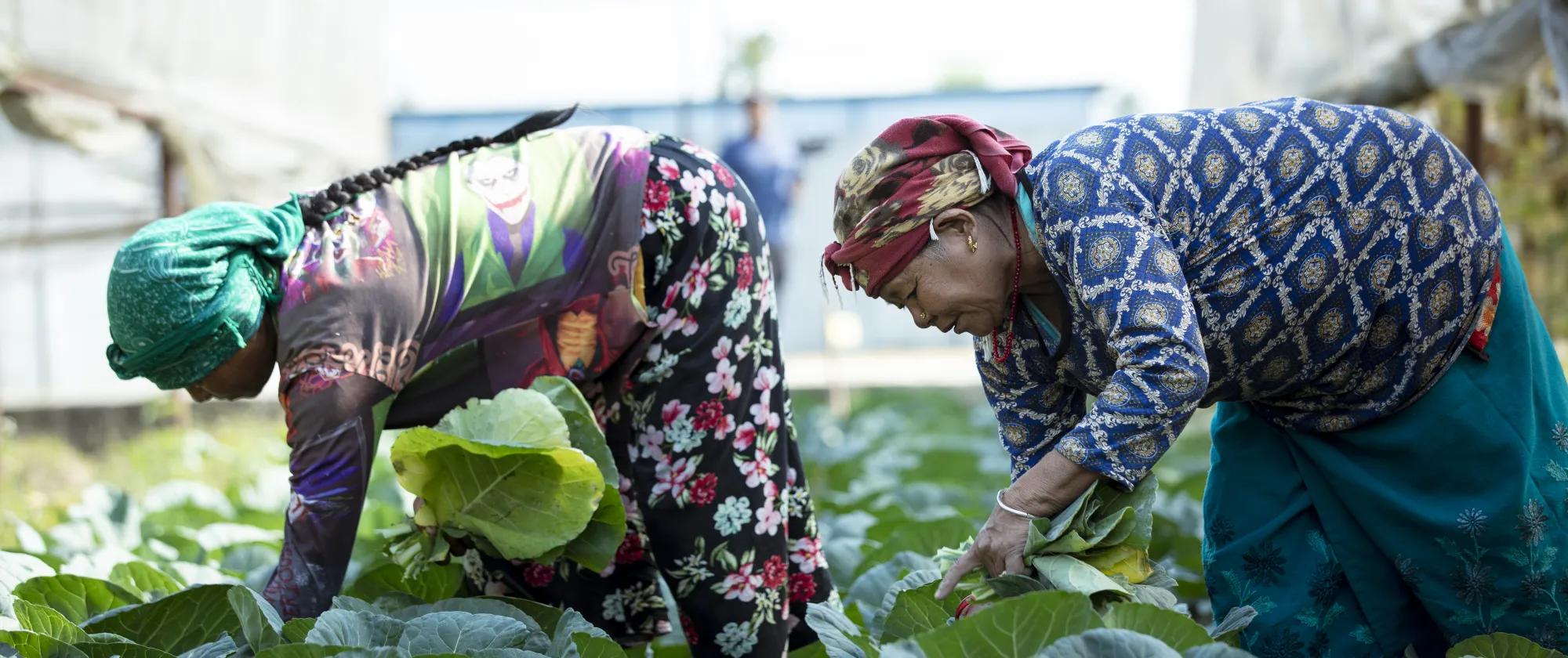 Refugee farmers sowing seeds of hope and growing a better future through hard work and determination.