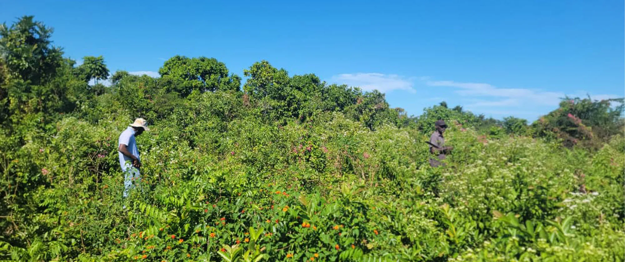 Two farmers walk through a lush cocoa and breadfruit agroforestry plot in rural Grand’Anse, Haiti, inspecting crops amid dense green vegetation under a clear blue sky.