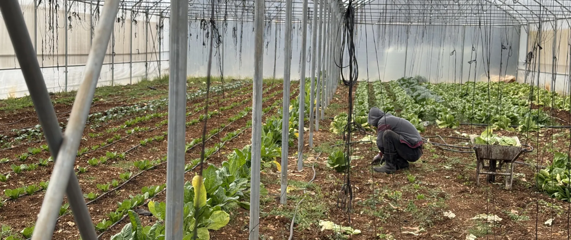 A farmer checking the soil inside a greenhouse. Akkar, May 2025