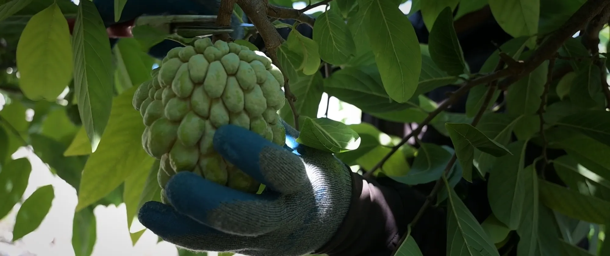 A custard apple being harvested in Dia's farm. Bafliyeh, South Lebanon. 30/10/2025