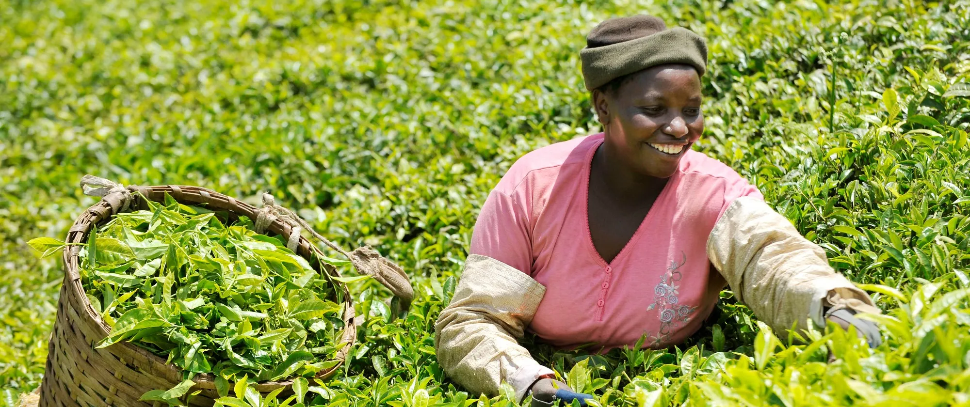 Woman picking tea in Kenya