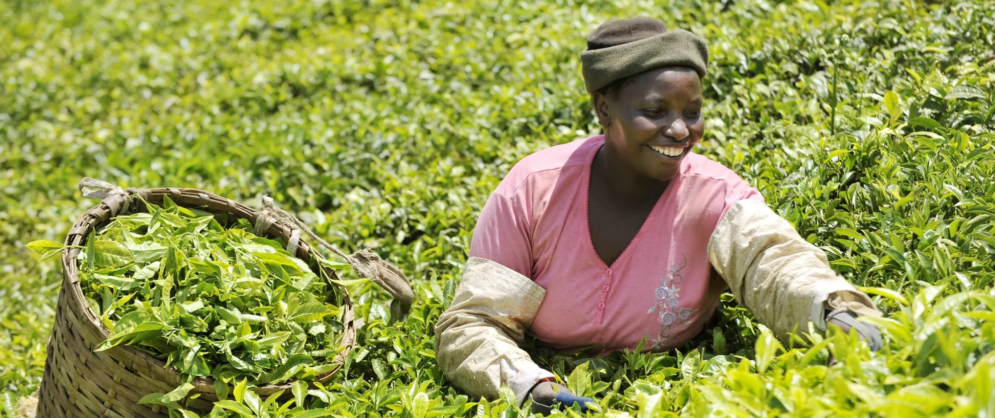 Woman harvesting tea in Kenya 2020