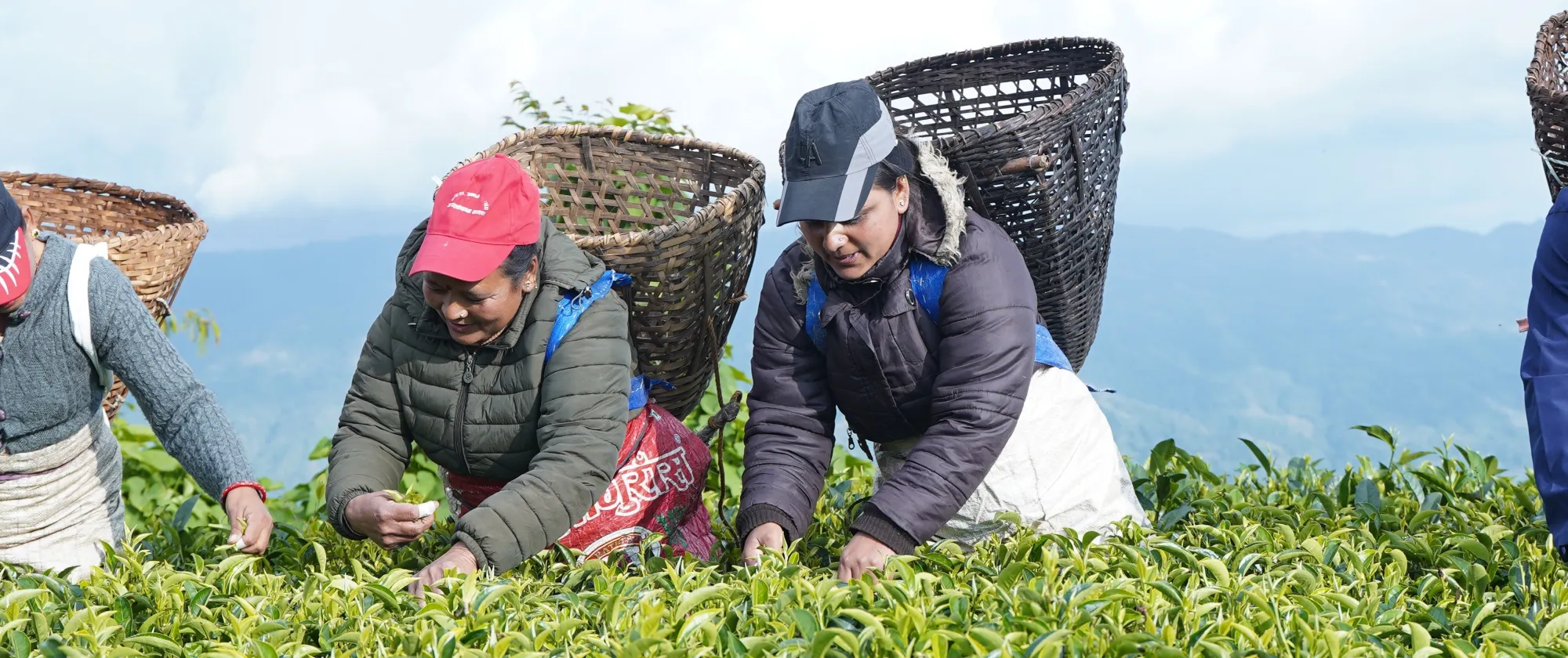 Women tea garden workers in Jhapa.