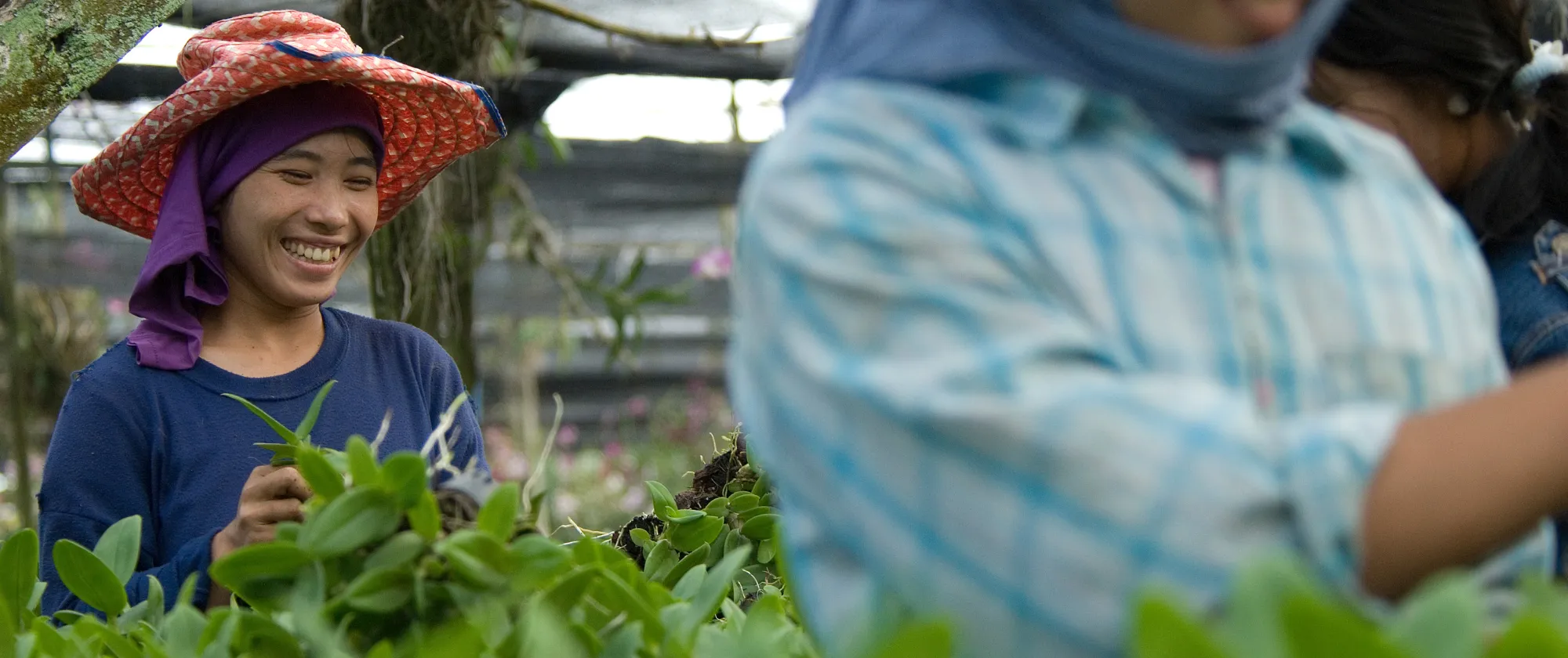 Women workers tending orchids in a farm nursery.