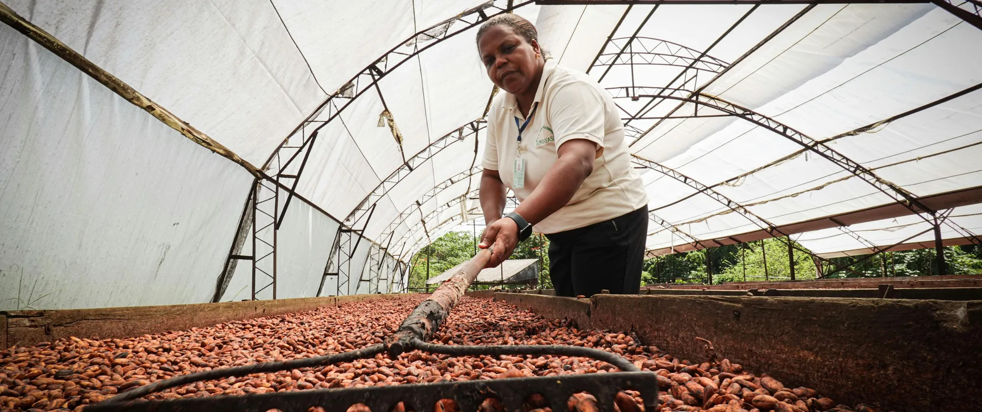 African Farmer Drying Cocoa Beans in Greenhouse