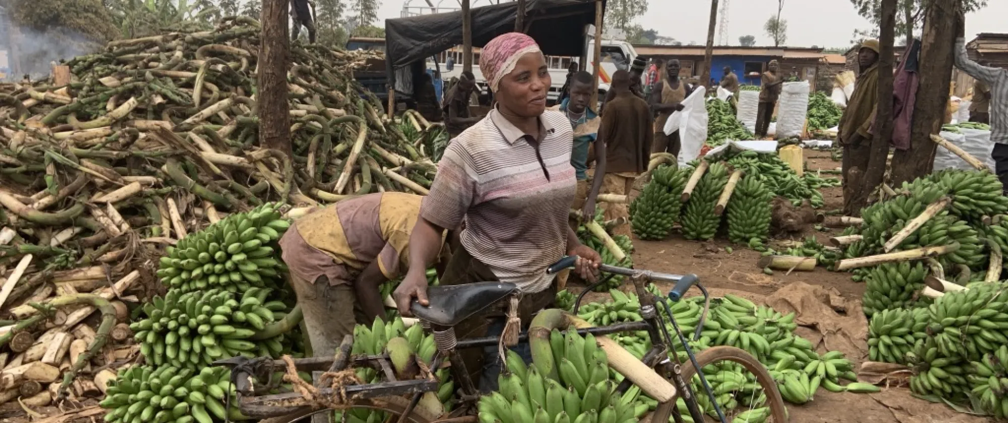 woman carrying load of bananas on a bicycle