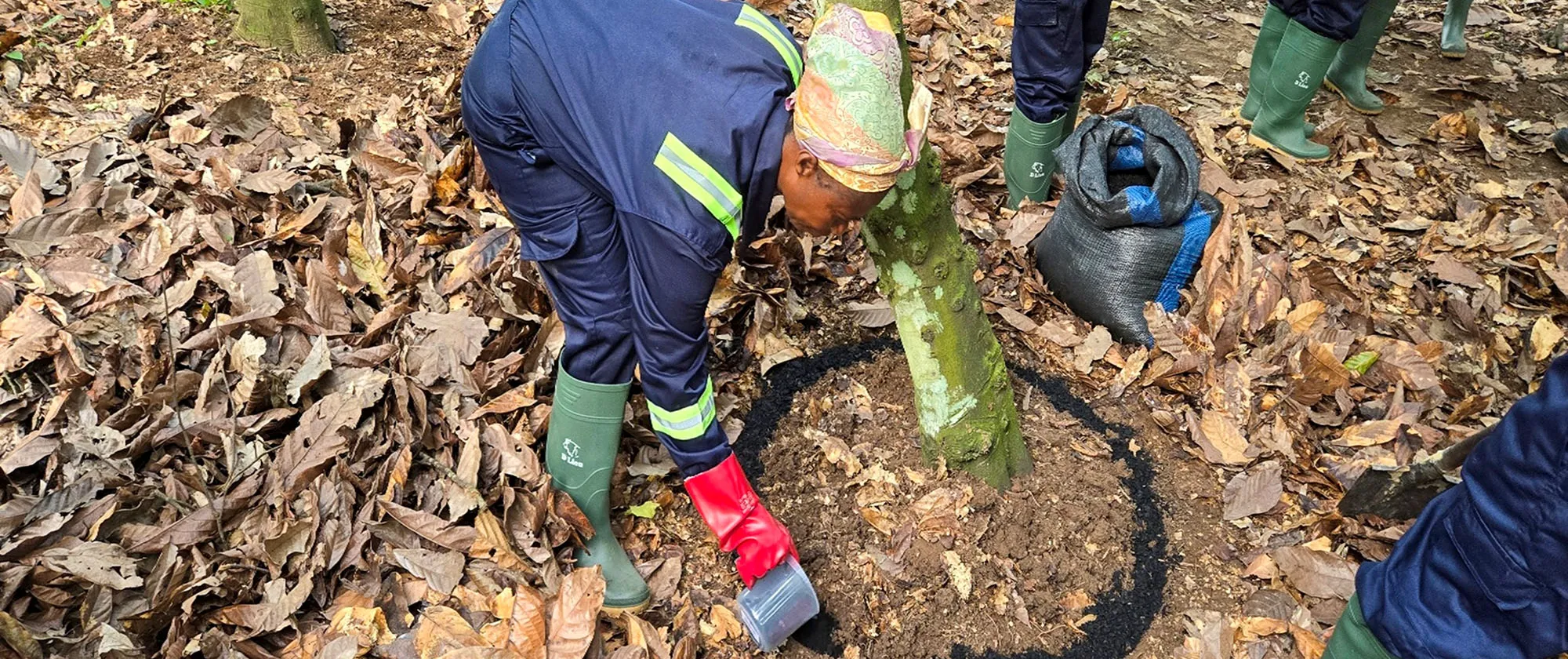A farmer applies biochar around the base of a cacao tree in a cocoa field, wearing protective gloves and boots.