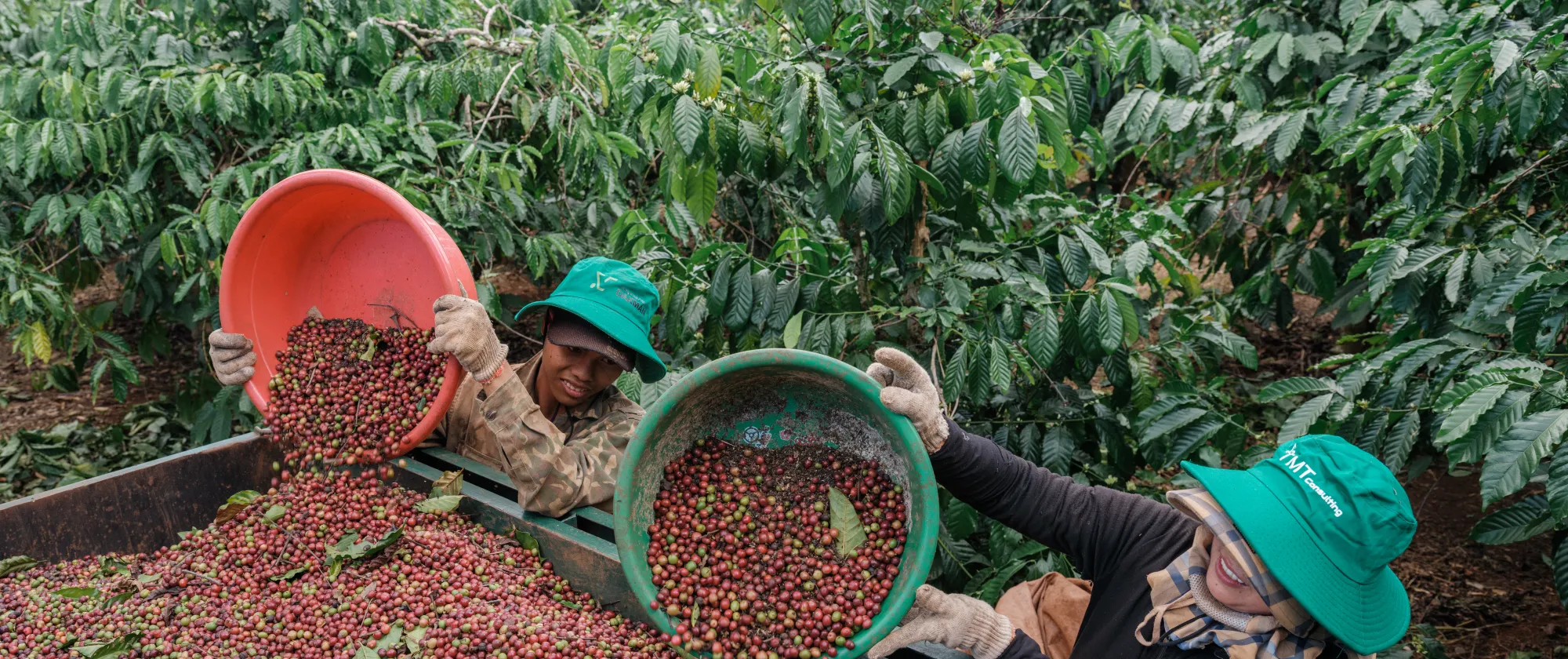 coffee farmers in Gia Lai, Viet Nam
