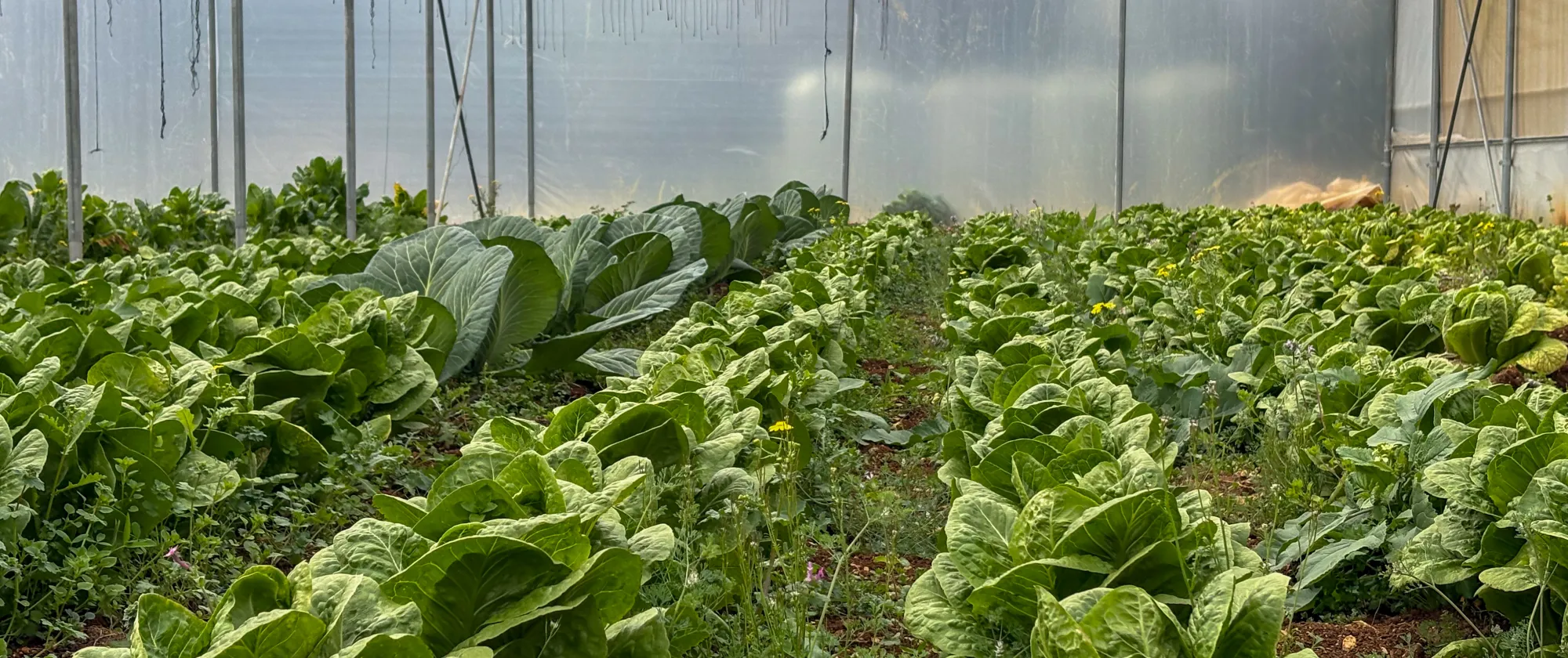 Healthy crops thriving inside the climate-controlled greenhouse. Bekaa, Lebanon. March, 2025