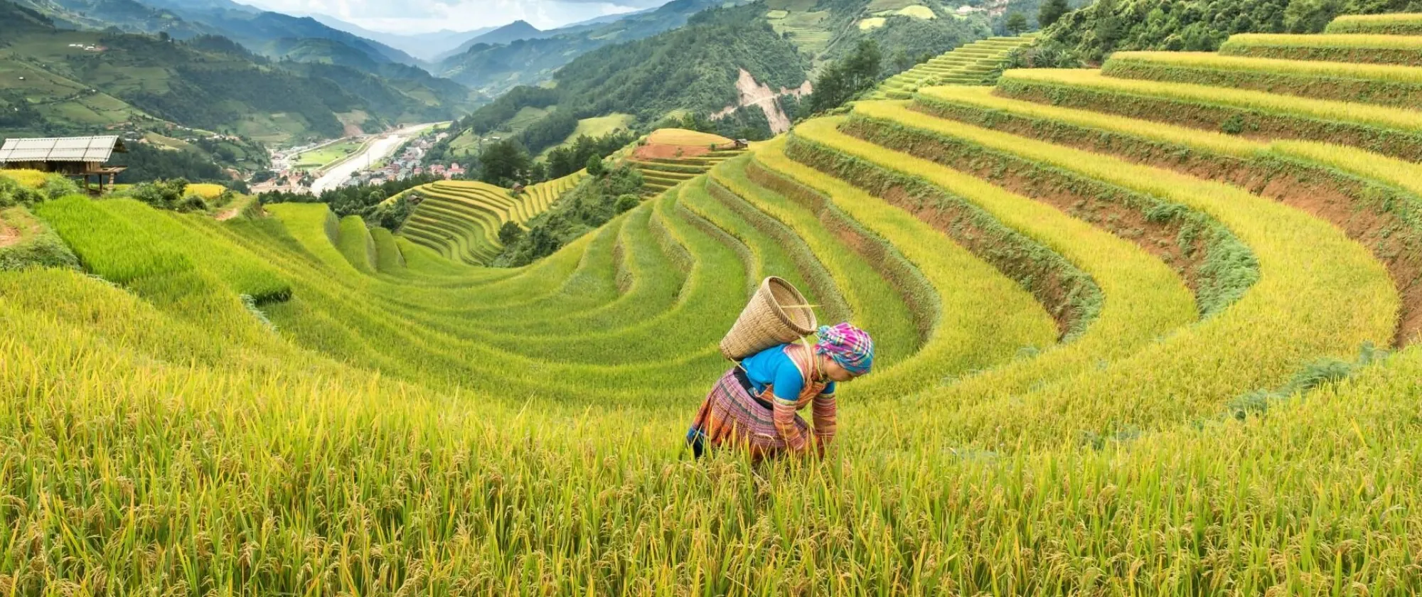 Woman carying basket in rice field Yên Bái, Vietnam