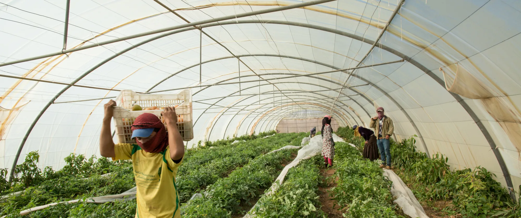Workers at tomato farms, Mafraq. ILO Syrian Refugee Response.December 10, 2014- Jordan
