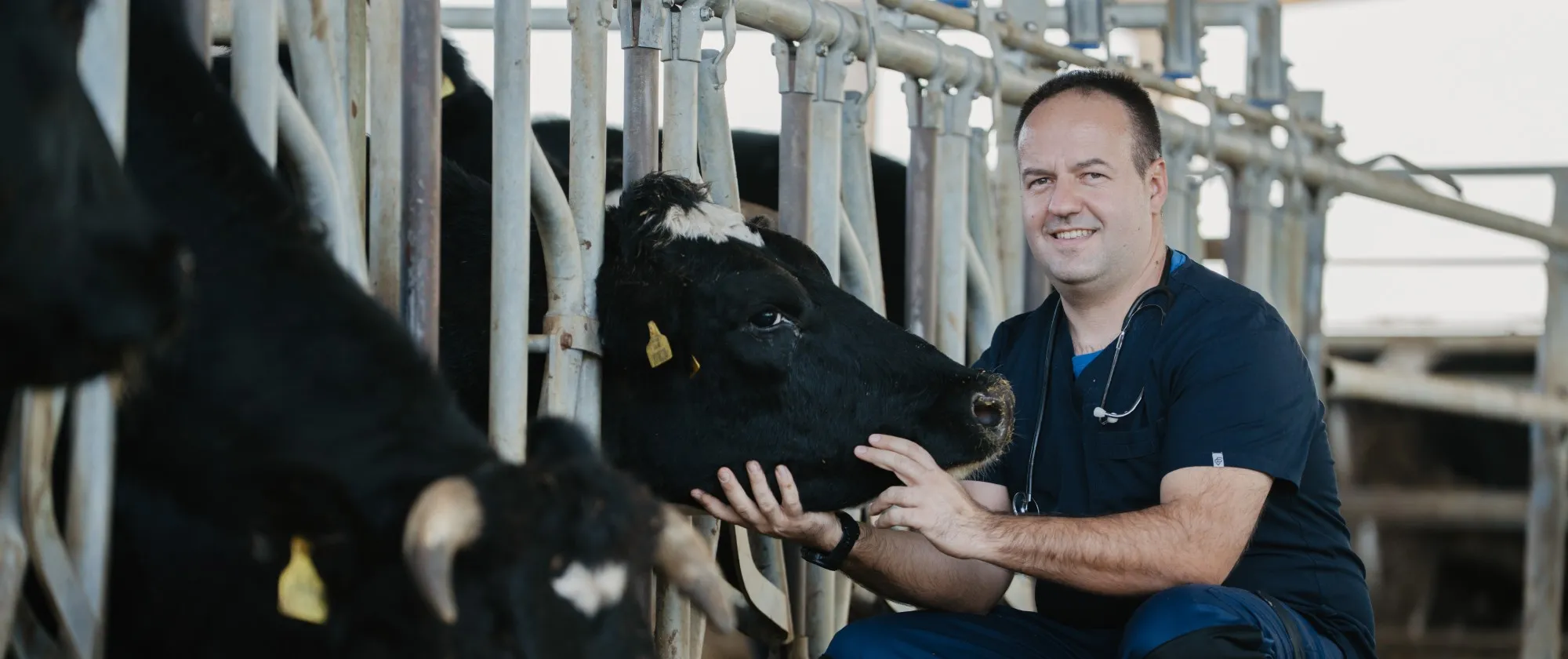 Young veterinarian with cows
