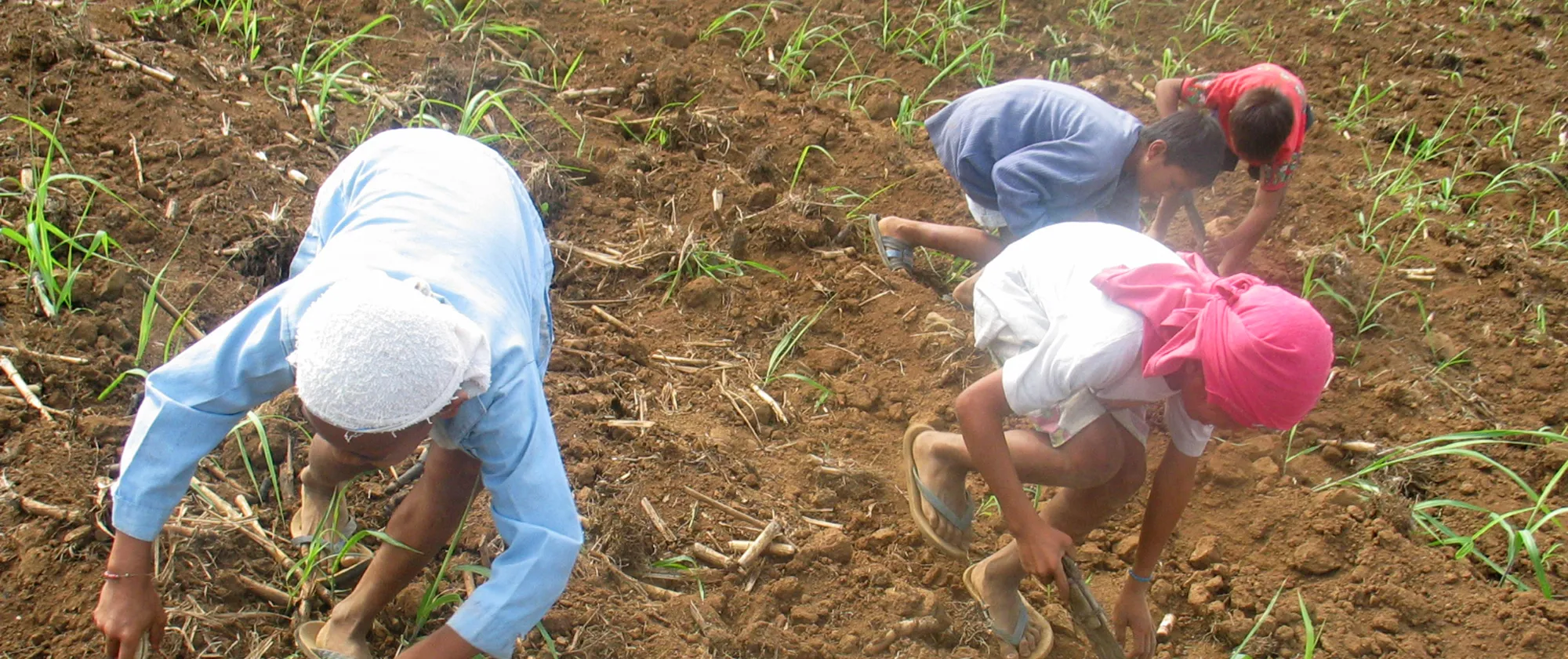 four children working in the sugarcane plantation